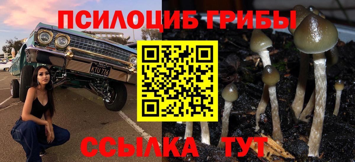 Псилоцибиновые грибы Cubensis Губкин